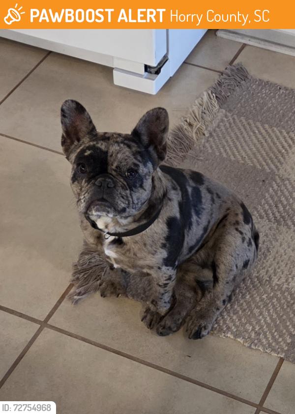 Found/Stray Female Dog last seen Near Pet Doctor, Horry County, SC 29526