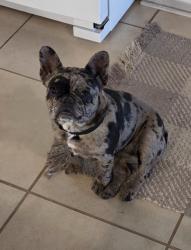 Found/Stray Female Dog last seen Near Pet Doctor, Horry County, SC 29526