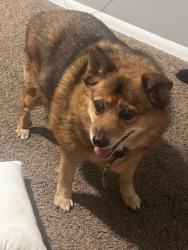 Lost Female Dog last seen Lee road, Humble, TX 77338