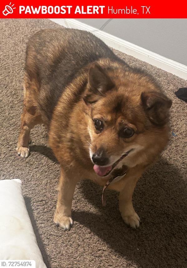 Lost Female Dog last seen Lee road, Humble, TX 77338