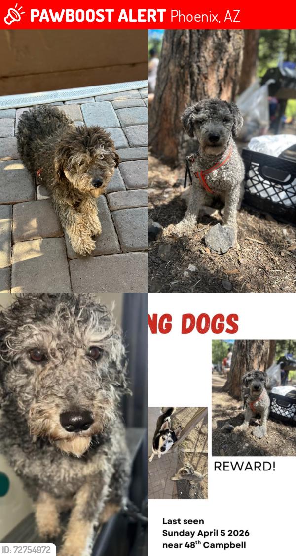 Lost Female Dog last seen N 48th Dr & West Campbell Ave, Phoenix, AZ 85031