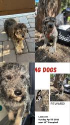 Lost Female Dog last seen N 48th Dr & West Campbell Ave, Phoenix, AZ 85031