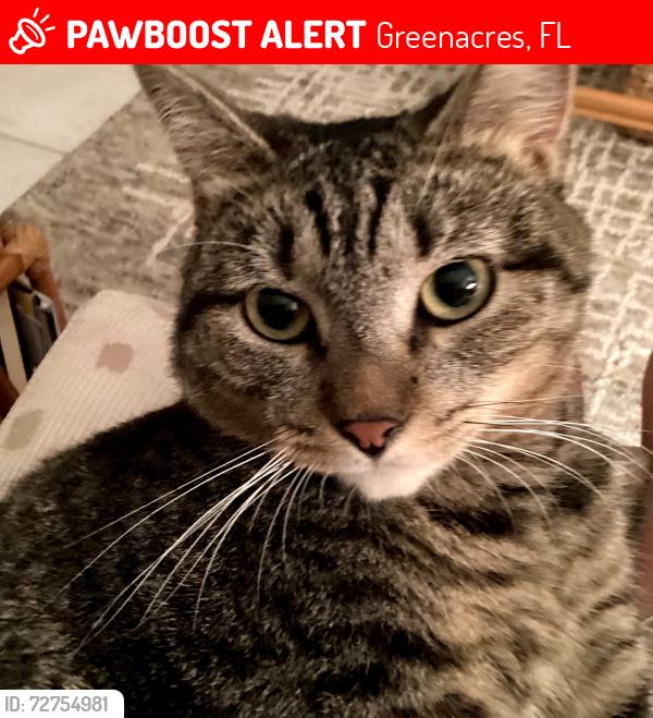 Lost Female Cat last seen Skypine way , Greenacres, FL 33415