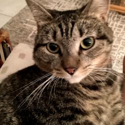 Lost Female Cat last seen Skypine way , Greenacres, FL 33415
