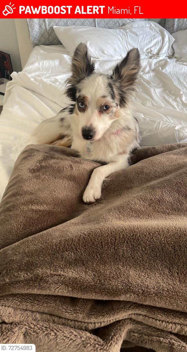 Lost Female Dog last seen Sw 22nd st and 3rd ave, near the roads, Miami, FL 33129