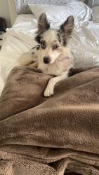 Lost Female Dog last seen Sw 22nd st and 3rd ave, near the roads, Miami, FL 33129