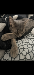 Lost Female Cat last seen Southern and Lisben, Rio Rancho, NM 87124