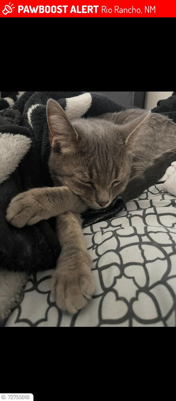 Lost Female Cat last seen Southern and Lisben, Rio Rancho, NM 87124