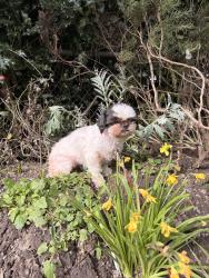 Lost Female Dog last seen A st, Tacoma, WA 98408