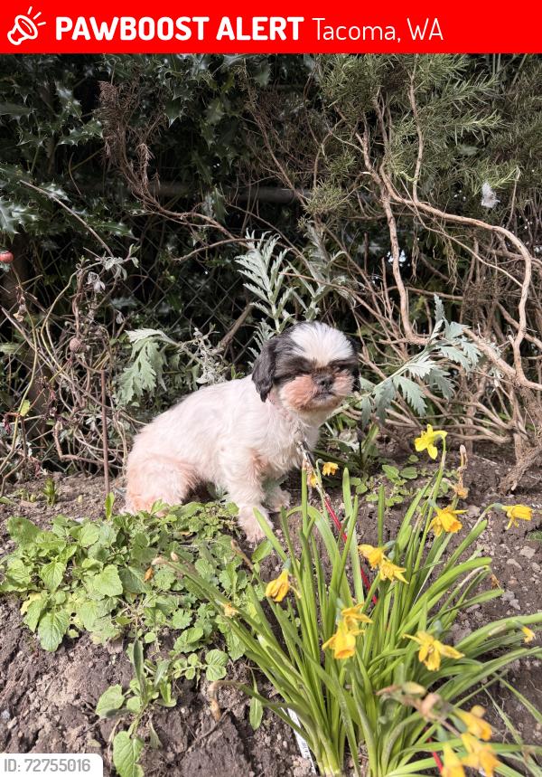 Lost Female Dog last seen A st, Tacoma, WA 98408