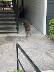 Lost Unknown Dog last seen Bridge neighborhood street, Charlotte, NC 28212