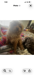 Lost Male Dog last seen Windmill/Bermuda, Las Vegas, NV 89123