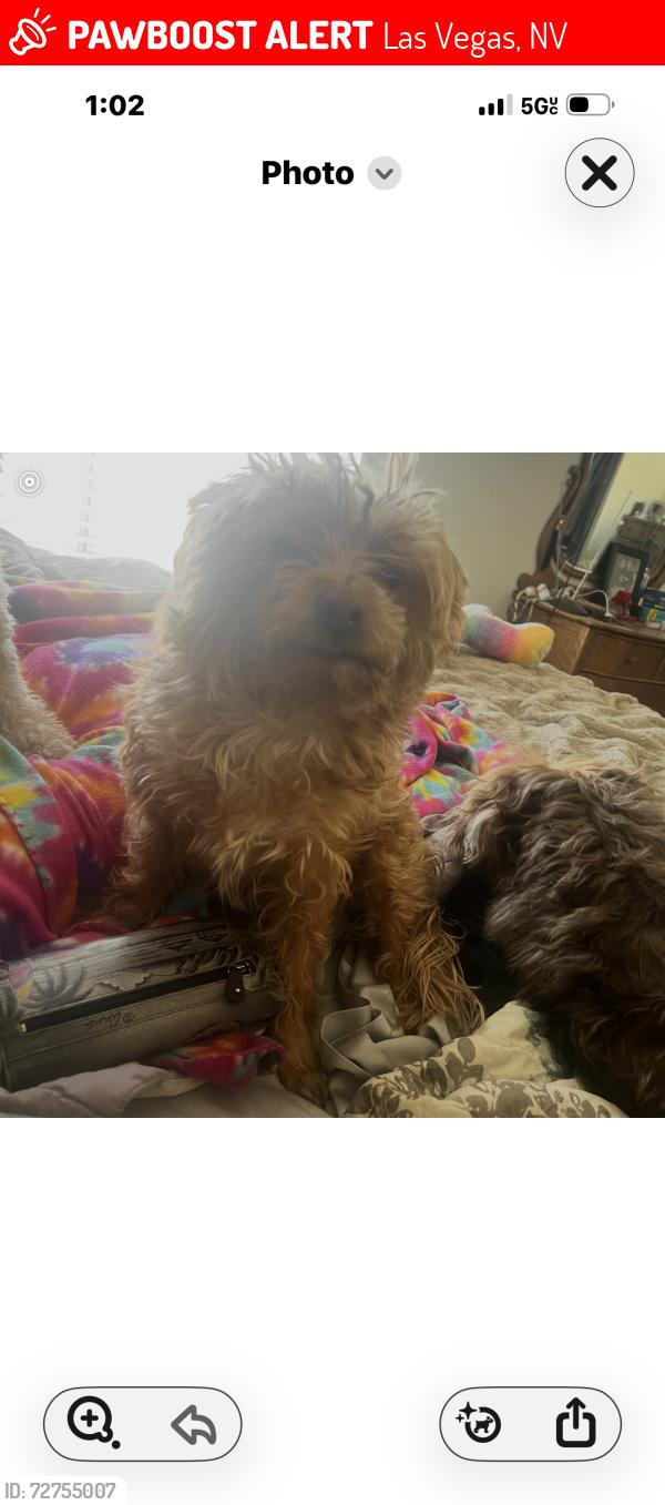 Lost Male Dog last seen Windmill/Bermuda, Las Vegas, NV 89123