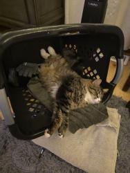 Lost Male Cat last seen Off Unicoi Lakes Rd, Monroe County, TN 37385