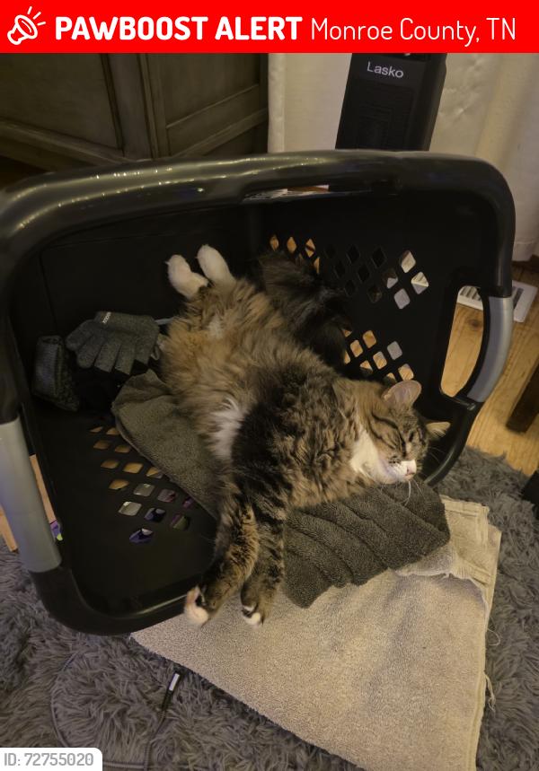 Lost Male Cat last seen Off Unicoi Lakes Rd, Monroe County, TN 37385