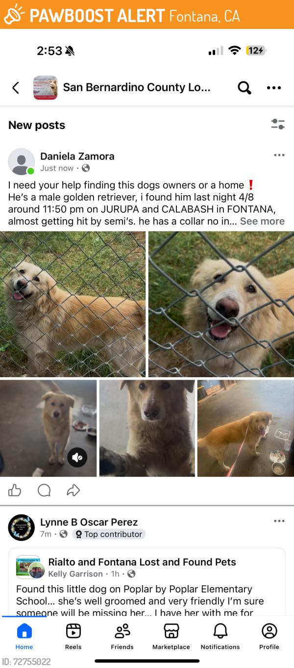 Found/Stray Male Dog last seen Jurupa And Calabash, Fontana, CA 92335