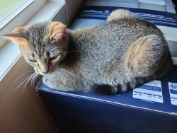 Found/Stray Female Cat last seen Blackville road and meadowfield rd Gaston sc , Gaston, SC 29053