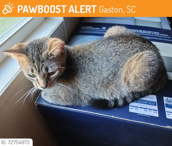 Found/Stray Female Cat last seen Blackville road and meadowfield rd Gaston sc , Gaston, SC 29053