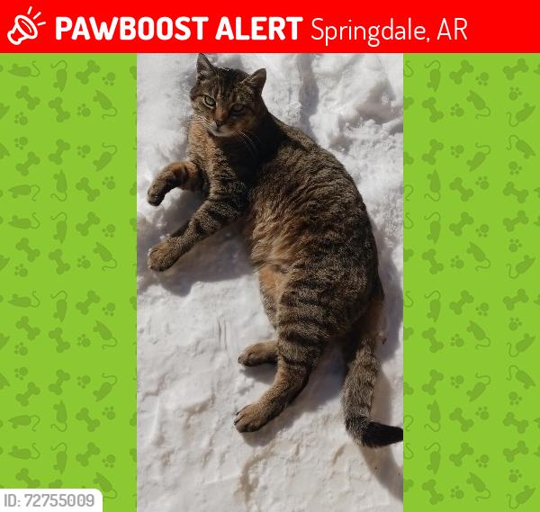Lost Male Cat last seen Near jiffy lube on oak grove rd, Stockton st area, Springdale, AR 72762