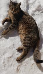 Lost Male Cat last seen Near jiffy lube on oak grove rd, Stockton st area, Springdale, AR 72762
