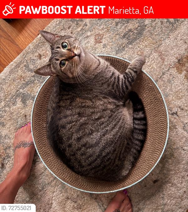 Lost Female Cat last seen Near Roswell Rd The HomeGoods parking lot where the  Depot and sprouts is located, Marietta, GA 30062