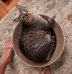 Lost Female Cat last seen Near Roswell Rd The HomeGoods parking lot where the  Depot and sprouts is located, Marietta, GA 30062