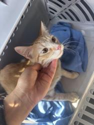 Found/Stray Unknown Cat last seen Bay Street , Fremont, CA 94538
