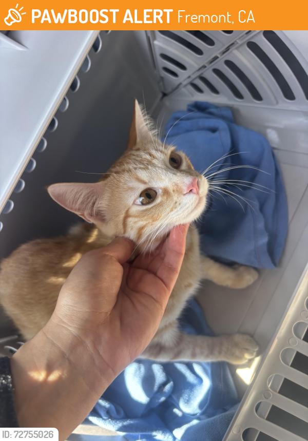 Found/Stray Unknown Cat last seen Bay Street , Fremont, CA 94538