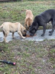Found/Stray Female Dog last seen Detroit ave and highway 22 , Panama City, FL 32401