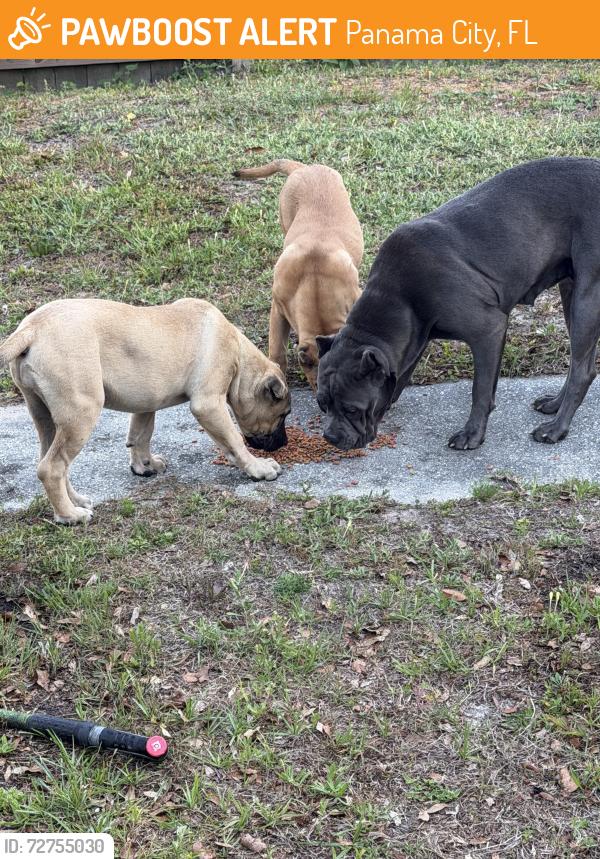 Found/Stray Female Dog last seen Detroit ave and highway 22 , Panama City, FL 32401