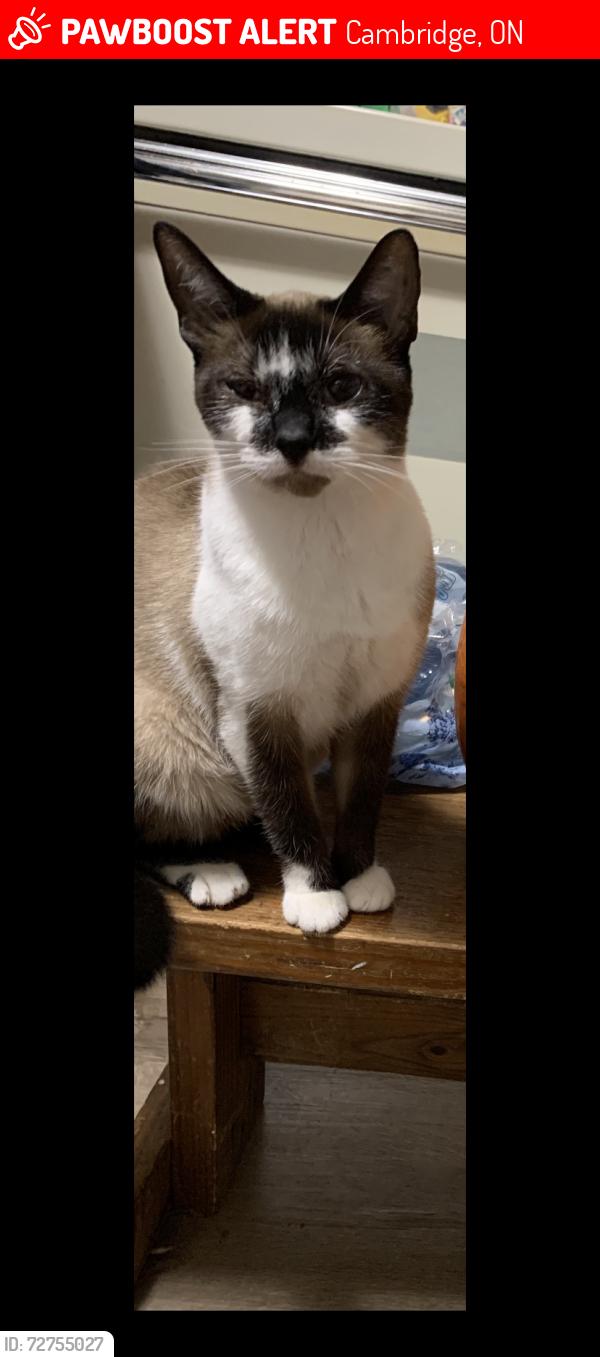 Lost Female Cat last seen Christopher/Champlain , Cambridge, ON 