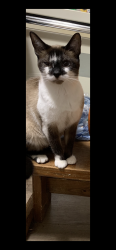 Lost Female Cat last seen Christopher/Champlain , Cambridge, ON 