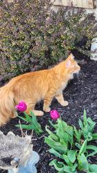Found/Stray Unknown Cat last seen Roaming by fencelines , Hilliard, OH 43026