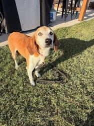 Found/Stray Male Dog last seen Neills Creek at pleasant union church, Lillington, NC 27506