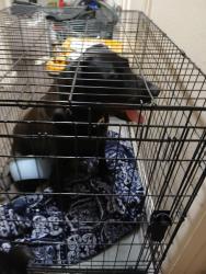 Found/Stray Male Dog last seen Highway 273, Redding, CA 96001
