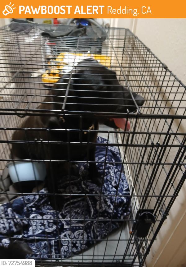 Found/Stray Male Dog last seen Highway 273, Redding, CA 96001