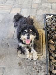 Found/Stray Unknown Dog last seen Bonita ave & sunny ct, San Jose, CA 95116