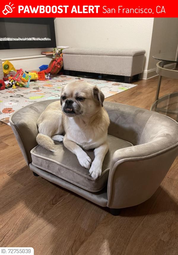 Lost Female Dog last seen California and Taylor , San Francisco, CA 94109