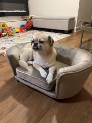 Lost Female Dog last seen California and Taylor , San Francisco, CA 94109