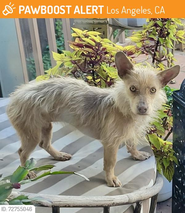 Found/Stray Female Dog last seen Kensington & Douglas, Los Angeles, CA 90026