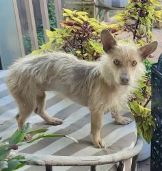 Found/Stray Female Dog last seen Kensington & Douglas, Los Angeles, CA 90026