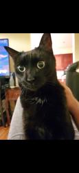 Lost Male Cat last seen Ran down the street some, Greenville, SC 29617