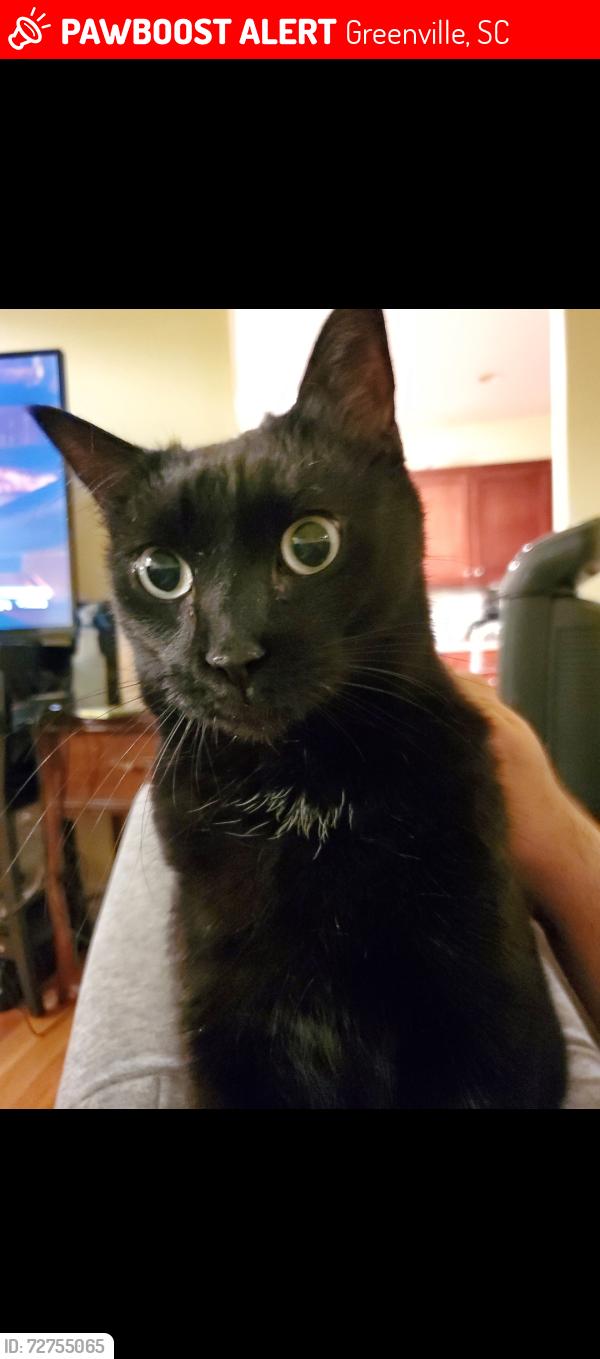 Lost Male Cat last seen Ran down the street some, Greenville, SC 29617