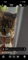 Found/Stray Unknown Cat last seen Near block e davis st, still on front porch., Smithfield, NC 27577