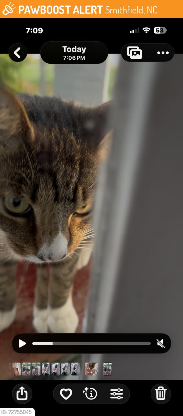 Found/Stray Unknown Cat last seen Near block e davis st, still on front porch., Smithfield, NC 27577