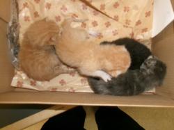 Shelter Stray Male Cat last seen , 14409 Vanowen St, Van Nuys, CA 91405, USA