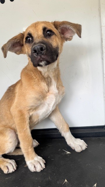 Shelter Stray Male Dog last seen Near BLK N ST, BAKERSFIELD, CA, Bakersfield, CA 93307