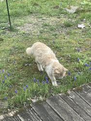 Found/Stray Unknown Cat last seen Perineville road, East Windsor, NJ 08520