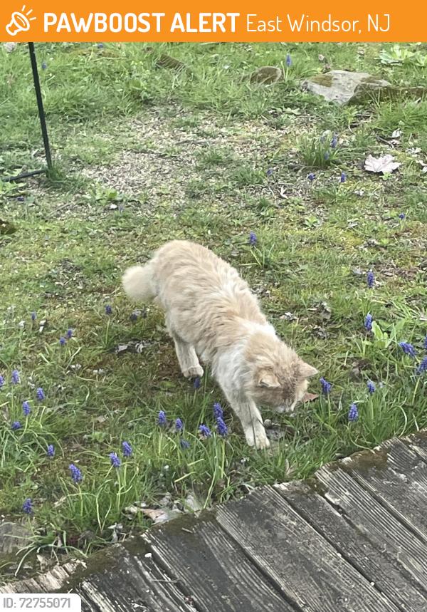 Found/Stray Unknown Cat last seen Perineville road, East Windsor, NJ 08520