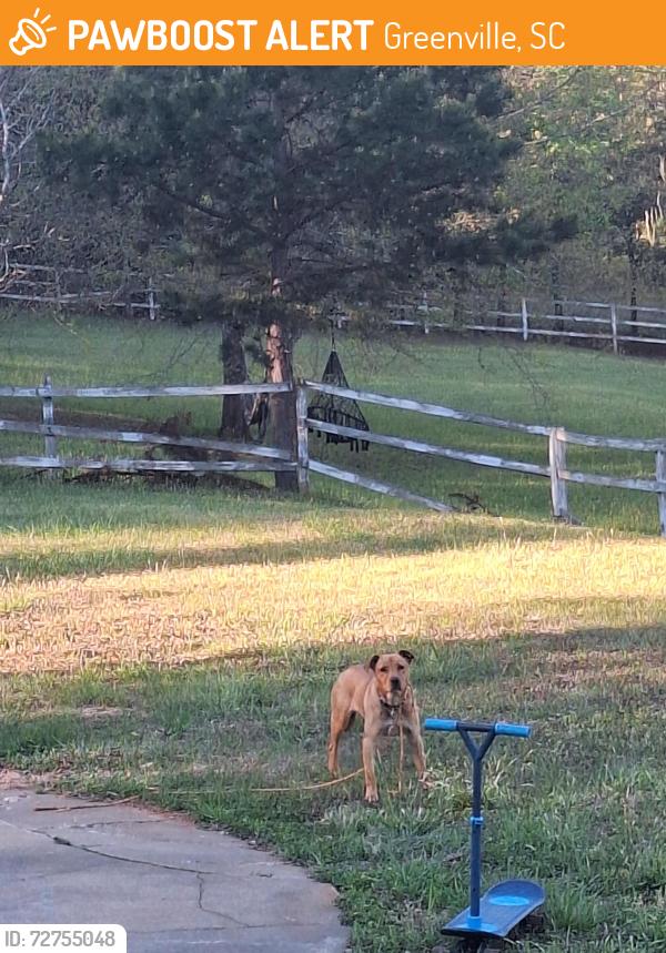 Found/Stray Unknown Dog last seen Near Old McElhaney Road, Greenville, SC 29617